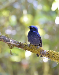 Bird Watching in Thailand