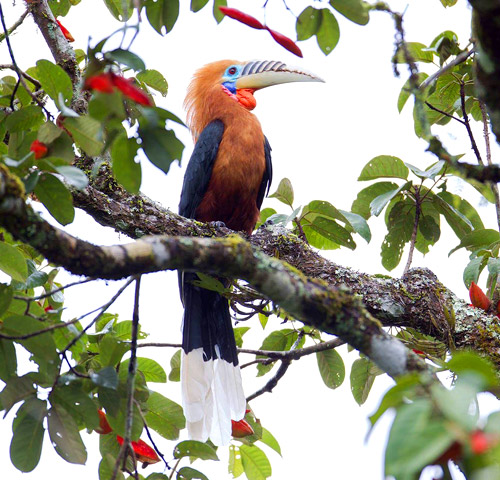 Bird Watching in Thailand