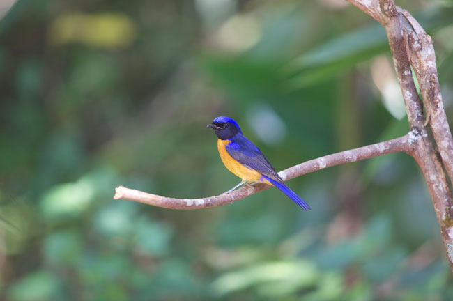 Bird @ Doi Angkhang