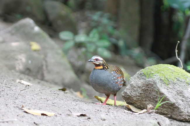 Bird @ Doi Inthanon