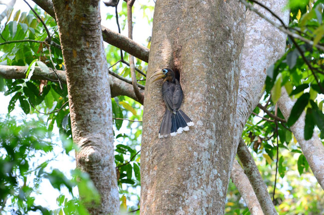 Bird @ Kaeng Krachan