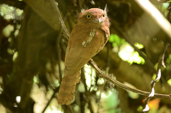 Bird @ Khao Luang