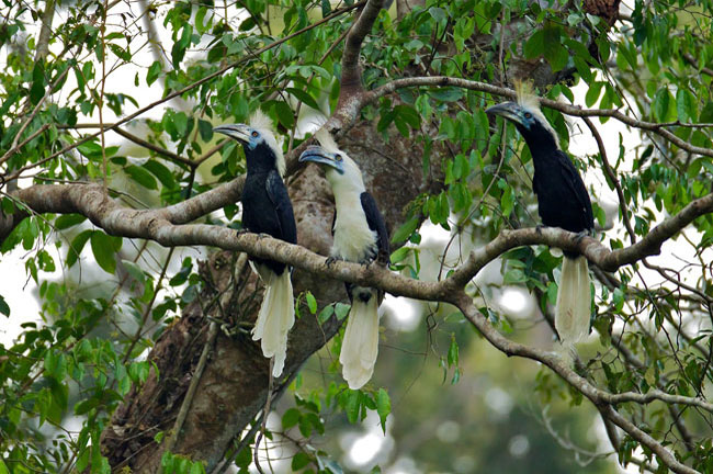 Bird @ Khao Nor Chuchi