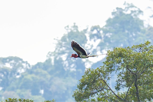 Bird @ Khao Sok