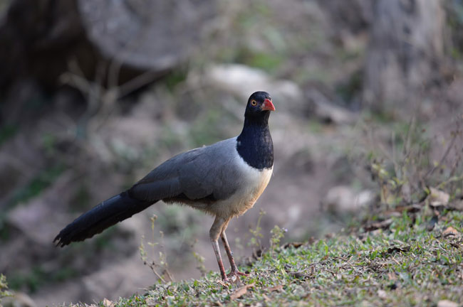 Bird @ Khao Yai