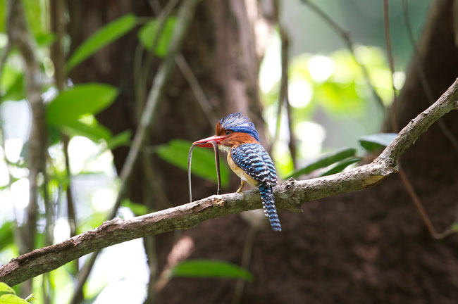 Bird @ Khok Kham