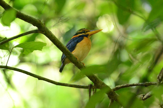 Bird @ Krabi Mangrove