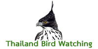 bird watching thailand logo