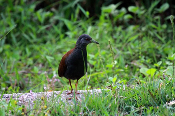 Northern Thailand Bird Watching 7 Days Trip