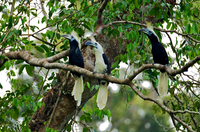 Southern Thailand Bird Watching 9 Days Trip