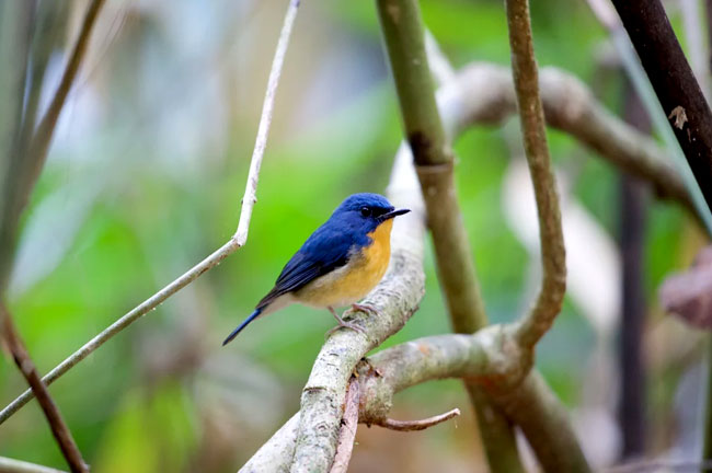 Sri Phang Nga Bird Watching Day Trip