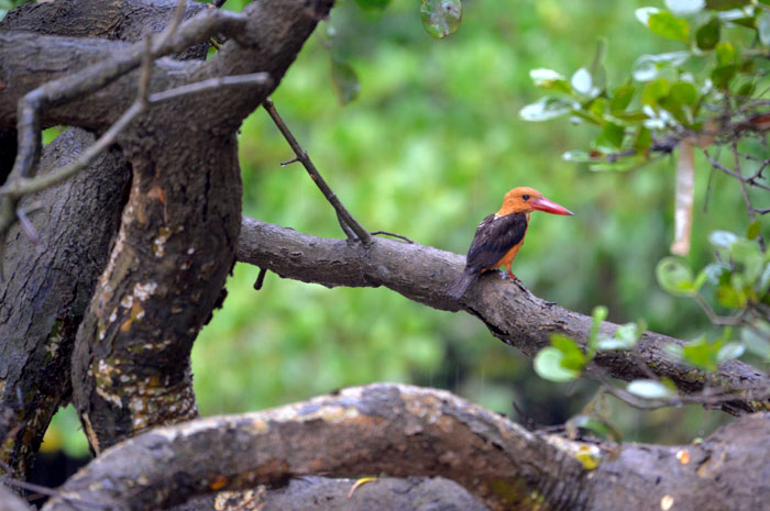 Krabi Mangrove Bird Watching Day Trip