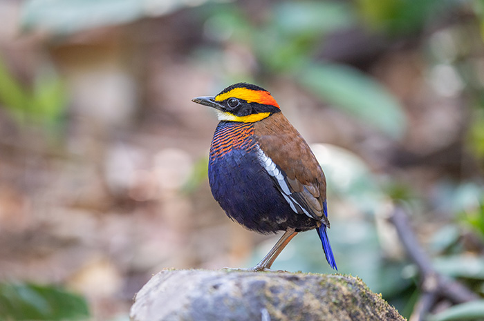 Sri Phang Nga Bird Watching Day Trip