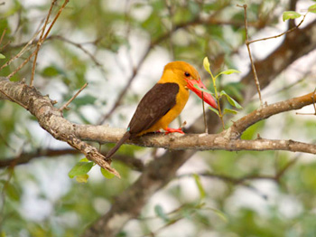 Bird Watching Day Tours