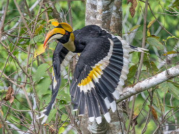 Central Thailand Bird Watching 7 Days Tour