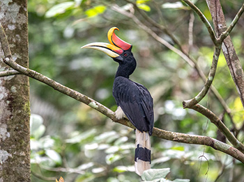 birding tour bangkok