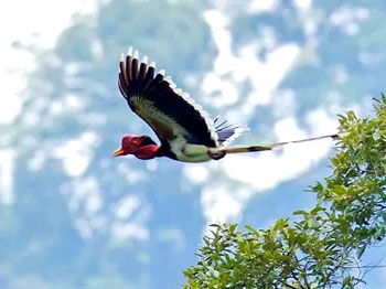 Sri Phang Nga - Khao Sok 5 Days Tour