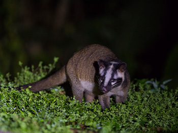 Bird & Wildlife Photography Tours